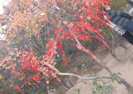 北京香山许愿树图片