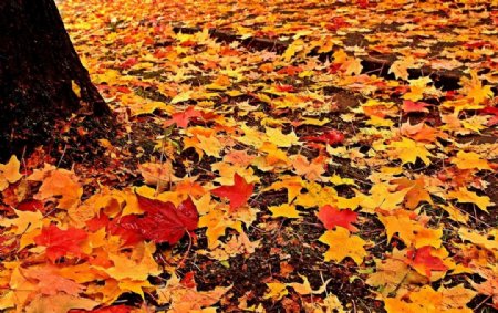 加拿大秋色图片