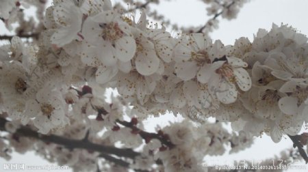 美丽花开图片