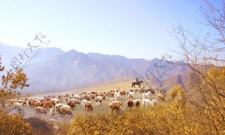 山脚秋季牧羊风景图图片