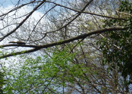 树枝上的小松鼠图片