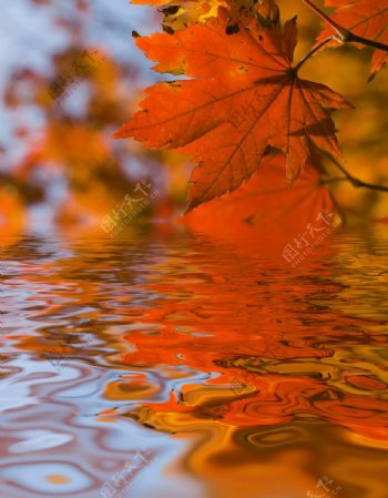 秋天湖水上方的枫叶图片