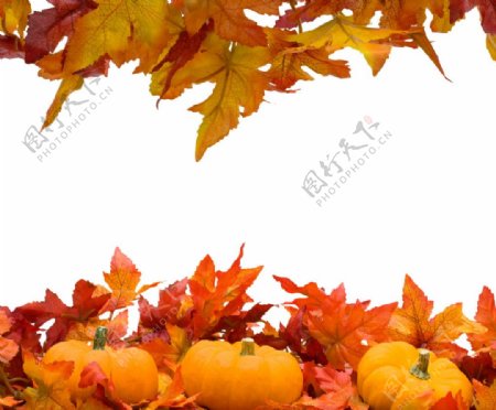 秋天枫叶背景南瓜图片
