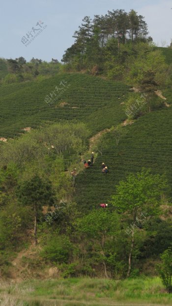 茶树图片