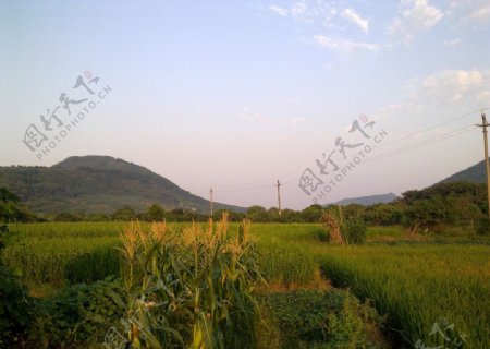 玉米稻田田园风光图片