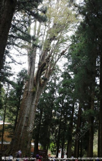 阿里山神木图片