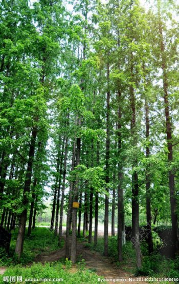 杉树林生态氧生活图片