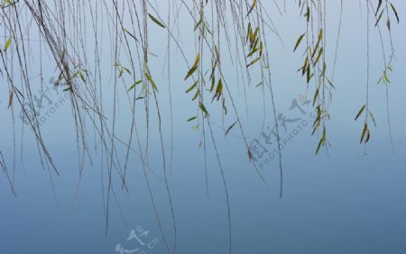 湖面上的垂柳图片