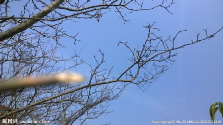 冬季天空树枝剪影图片
