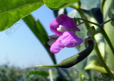 紫花豆角图片