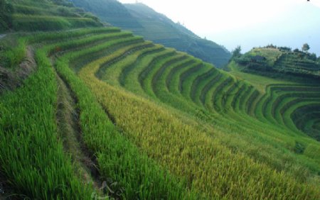 龙胜梯田图片