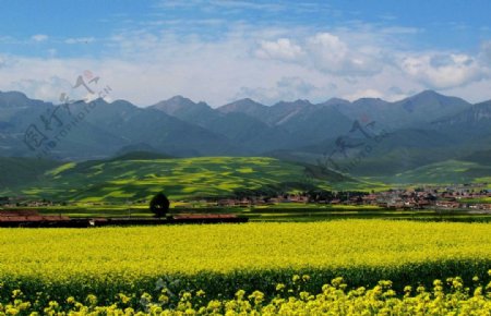 青海门源油菜花图片