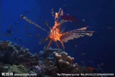 海底海洋生物视频素材