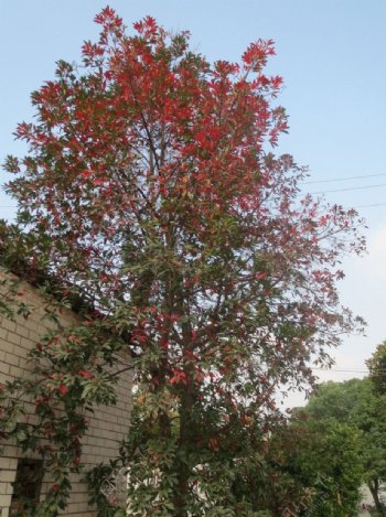 冬日红火树图片