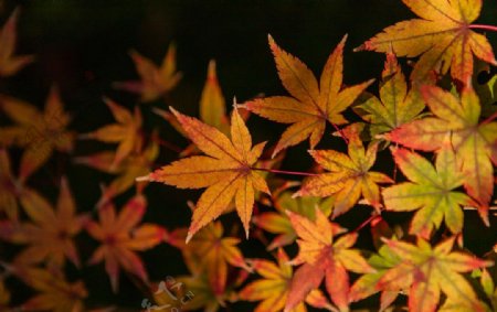 深秋的红叶图片