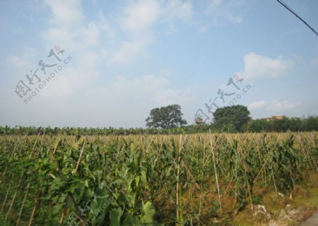 玉米林图片