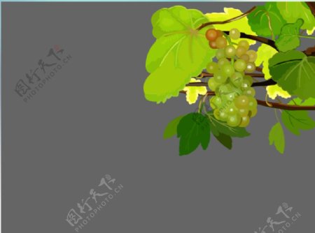 长满葡萄的树flash动画