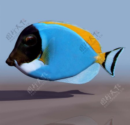 3D模型图库鱼类热带海鱼图片
