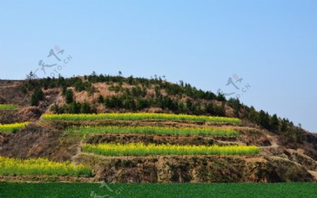 山野的菜花图片