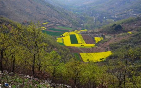 山野的菜花图片