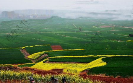 山野的菜花非高清图片