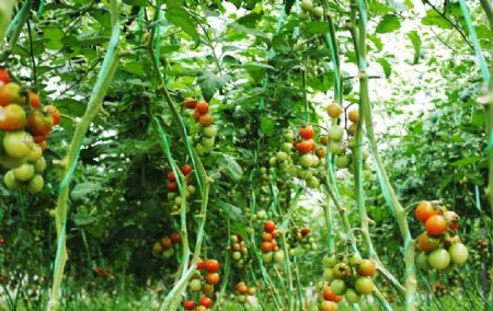 西红柿圣女果番图片