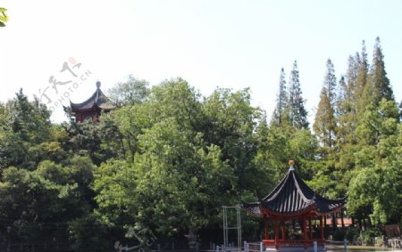 上海嘉定孔庙亭子树林图片