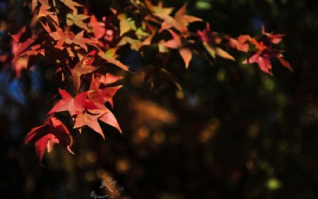 金秋香山枫叶红叶图片