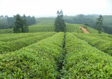 茶叶田园风景图片