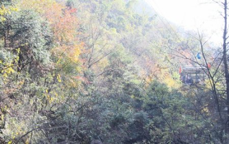 山雨欲来草木滋图片