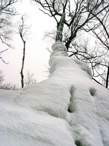 雪乡白桦图片