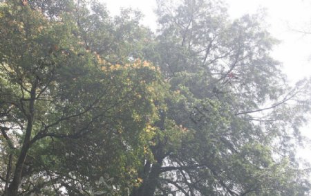 古蛟红豆杉生态园图片