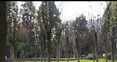公园花和树