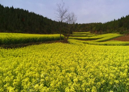 灿烂的油菜花花海图片