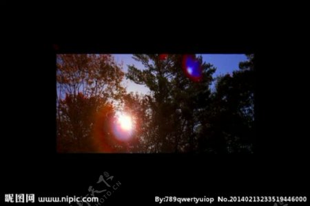 森林树木夕阳视频素材