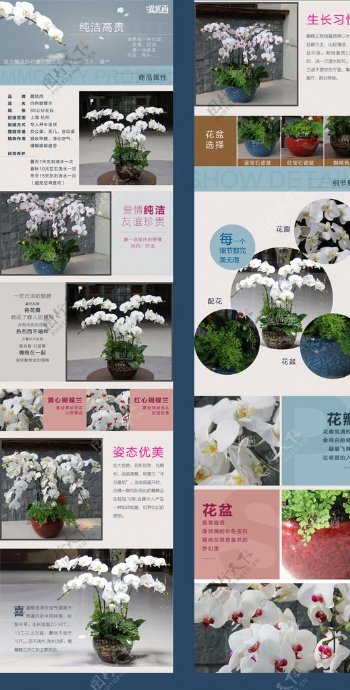 白色蝴蝶兰商品详情页图片