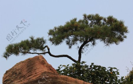 顶峰上的松树图片
