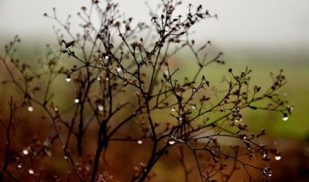 春雨图片