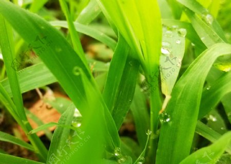 雨后的小草上的水珠图片
