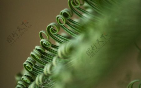 铁树植物图片