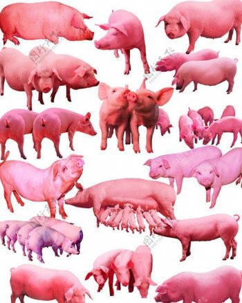 16款农家生猪图片