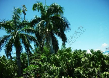 蓝天椰树图片