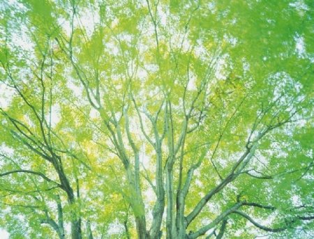 春天树枝绿叶图片