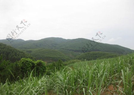 山地甘蔗图片