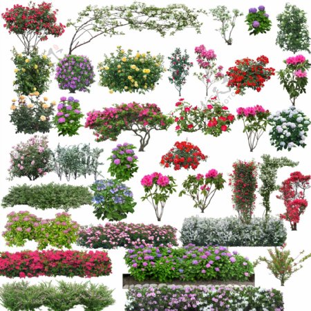 花植物图片