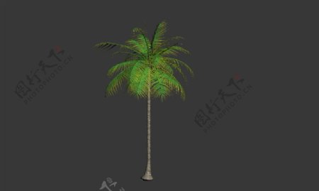 椰子树模型图片