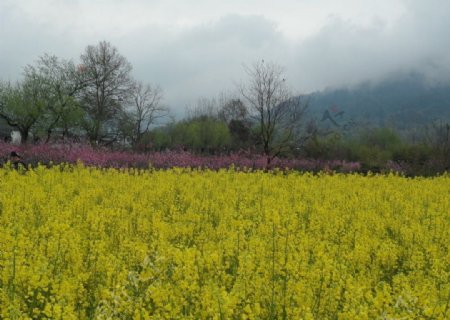 油菜花地图片