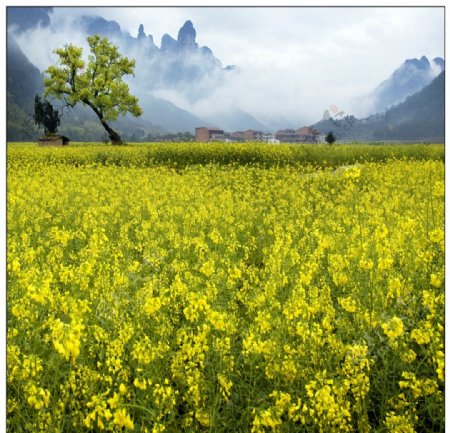 油菜花开图片