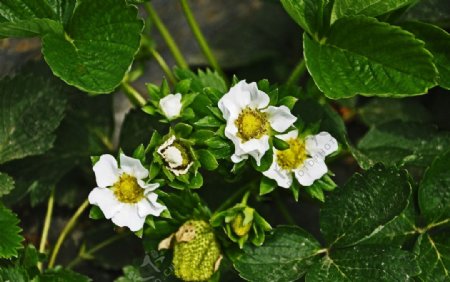 绿草莓白花花图片