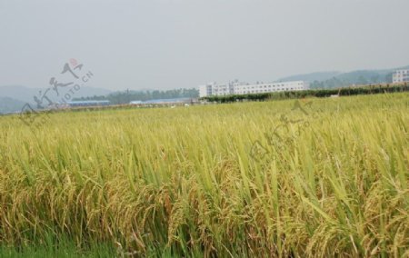 稻田1图片